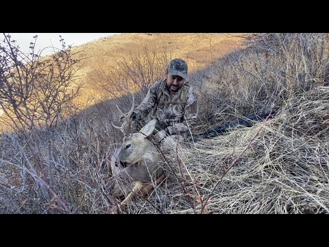 Видео: Охота на Сибирскую косулю. Каракастек, Алматинская область, 2020. Siberian roe deer hunting, Almaty.