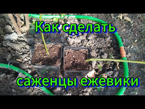 Видео: Как сделать саженцы ежевики🌿