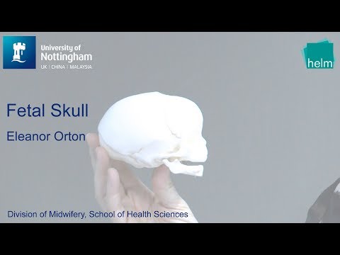 Видео: Череп плода