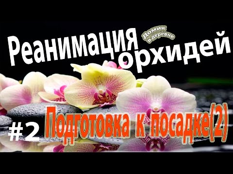 Видео: #2 Реанимация орхидей ( часть 2). Подготовка к посадке!(6.11.16)