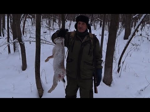 Видео: Охота на зайца с отцом. Гоняю зайца с голосом)