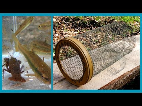 Видео: Устранение неполадок и изготовление ловушки для пескарей