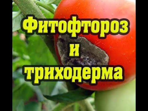 Видео: Фитофтороз и триходерма, как действуют