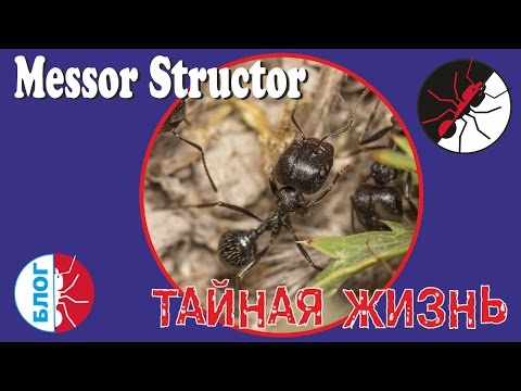 Видео: Муравьи. Тайная жизнь. Messor structor