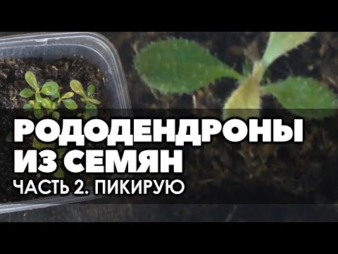 Видео: 🌱  Рододендрон из семян. | Часть 2.  Пикировка 2-х месячных сеянцев.