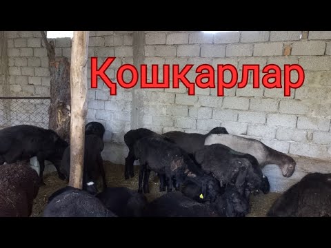 Видео: Қой. Қошқар.#мал #қой #малбазар #қошқар #қора #бордақылау #малшаруашылығы #семіз 