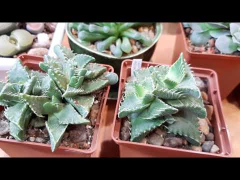 Видео: Фаукария.Что за растение.Яркий пример мимикрии.