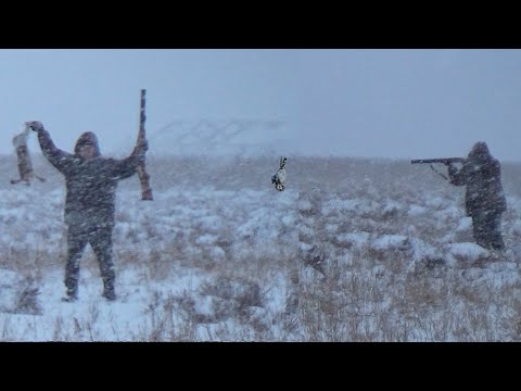 Видео: Охота на зайца в непогоду. Зайцы не спят в метель?