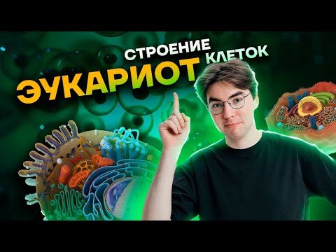 Видео: Строение клеток эукариот | Биология ОГЭ 2023 | Умскул