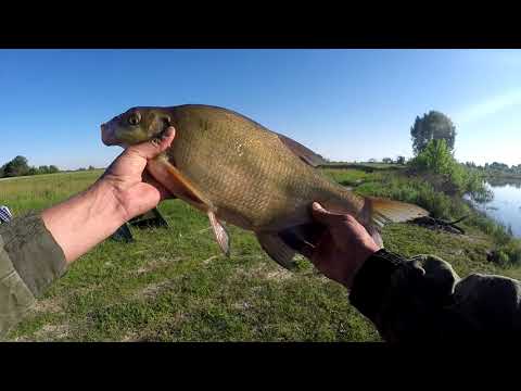 Видео: ЛОВЛЯ ЛЕЩА НА р.СОЖ на КОРМУШКИ, поклёвки только на САЛО.