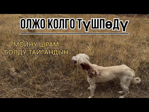Видео: КАРМАГАН ЖОК КАЛАБАНДАР КӨРБӨЙ ЭЛЕ КОЮҢУЗДАР