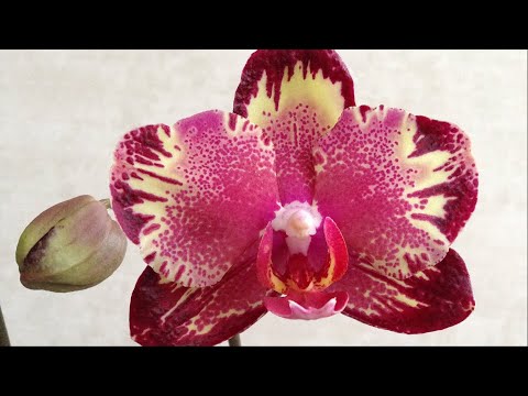 Видео: Экстренная пересадка орхидеи Биг Бенг из Закрытой системы ... меня ЧТО -ТО напугало)))
