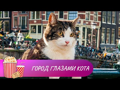 Видео: ЗАНИМАТЕЛЬНЫЙ И НЕОБЫКНОВЕННЫЙ ДОКУМЕНТАЛЬНЫЙ ФИЛЬМ ОБ АМСТЕРДАМЕ! Город глазами кота. Мир киномана