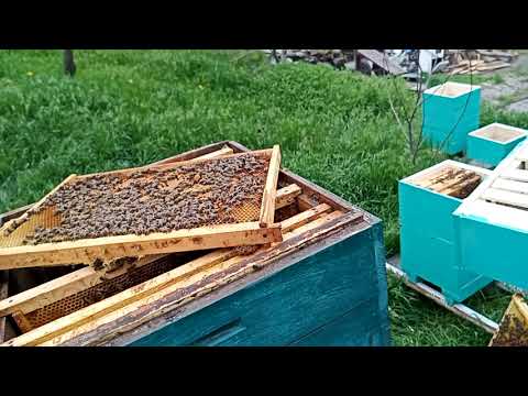 Видео: Пересадка пчёл с дадана в альпиец.Очень легко и просто.