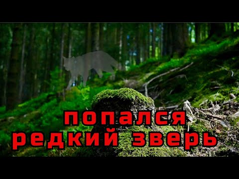 Видео: Я ПРИЕХАЛ СЮДА РАДИ НЕГО. ДИКАЯ ЖИЗНЬ ЭЙФЕЛЬСКОГО ЛЕСА