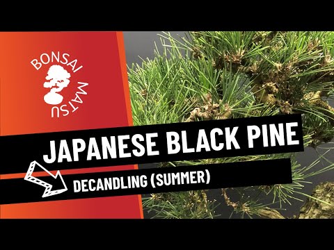 Видео: Японская чёрная сосна – декантация (лето)