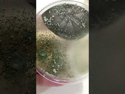 Видео: Триходерма против Кладоспориоза