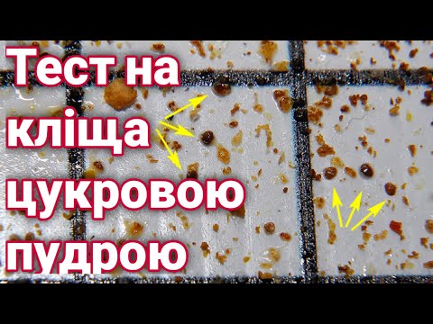Видео: Тест на закліщеність за пару хвилин! Просто і швидко!