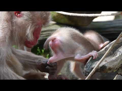 Видео: Песни Любви от Мамы! Колыбельная Детеныша Обезьяны На Самом Деле Серенада "Просящая Еду" (Материнска