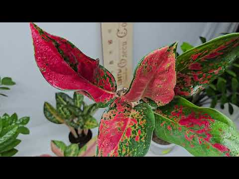 Видео: Финальная распродажа!!! 13 октября 2023 г