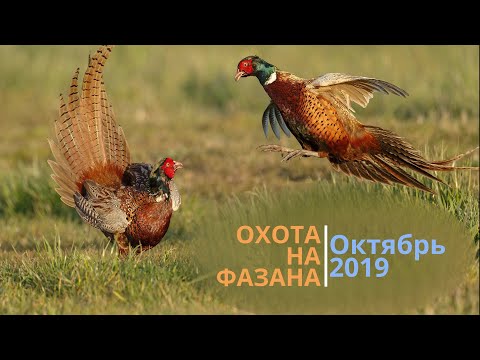 Видео: Охота на фазана. Октябрь 2019 года.