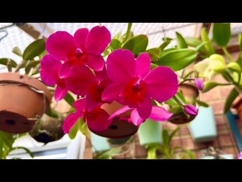 Видео: Цветение в теплице 🌸