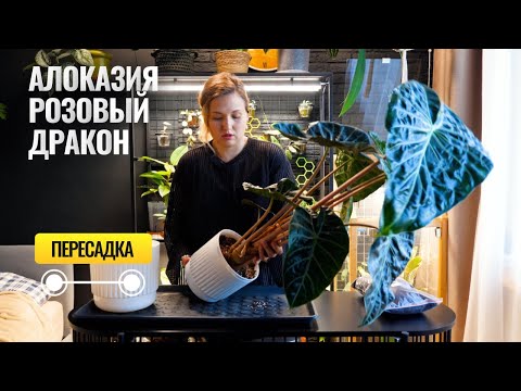Видео: Алоказия Розовый Дракон  Пересадка в кокос.