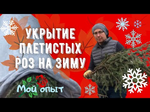 Видео: Укрытие плетистых роз на зиму | Розы в саду | Мой опыт