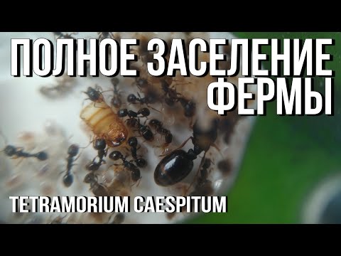 Видео: Полный переезд в Ферму // Tetramorium Caespitum.