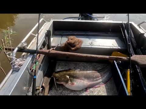 Видео: Нужно ли отпускать сомов!