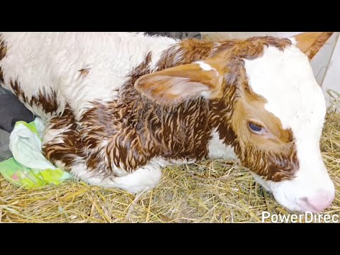 Видео: Новости на хозяйстве 😊Распрощались с Каратом 🐐Отелилась Мила🐮