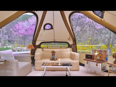 Видео: В палатке уютно, как дом с собакой Cherry Blossom Camping