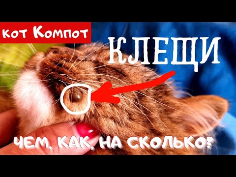 Видео: КЛЕЩ И КОТ | ЧЕМ, КАК, ЗАЧЕМ | УДАЛИТЬ И ОБРАБОТАТЬ