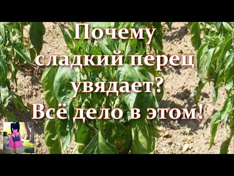 Видео: Вы удивитесь, но причина в этом! Почему вянут перцы в открытом грунте или в теплице и поникли листья