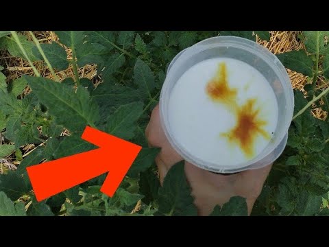 Видео: Фитофтора исчезнет сразу, Томаты вмиг заплодоносят Подкормите в июне