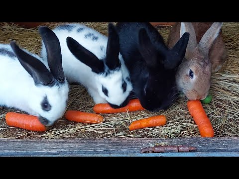 Видео: СОДЕРЖАНИЕ КРОЛИКОВ🐇ОТВЕТЫ НА КОММЕНТАРИИ🐇ОБЗОР ХОЗЯЙСТВА🐰🐓🐇🐔🦆🐓