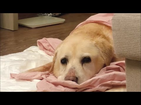 Видео: Снова замучали...