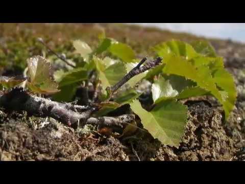 Видео: Весна в Заполярье