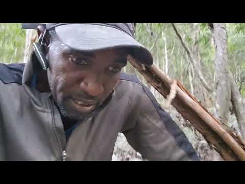 Видео: Я снова на охоте на диких коз 🐐 + диких пчел 🐝 еще 1 раз b4 Мелисса, давай 😆😁🙃☝️