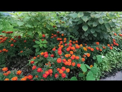 Видео: Люблю Осень! Убираю Дачный участок к зиме! Заготовки на зиму! 