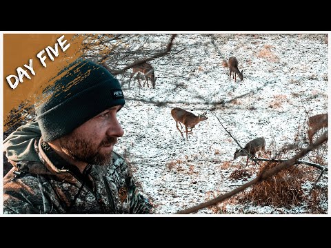 Видео: Горячая лань в январе? Олени повсюду | Охота с луком в конце сезона | День 5
