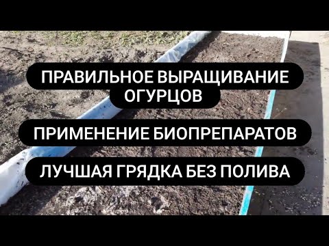 Видео: Как правильно вырастить много огурцов Грядки для огурцов