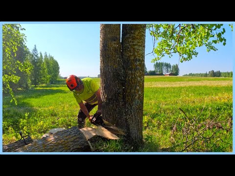 Видео: Как бы ВЫ срубили эти деревья?