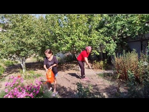 Видео: Работаем все дружно 🏡🇰🇿Собираем сливу яблочный пирог и готовим грядку для чеснока