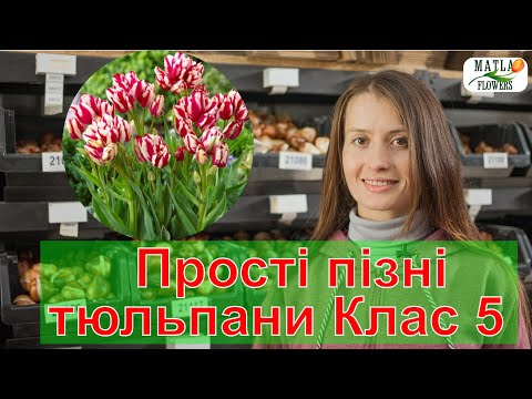 Видео: Прості пізні тюльпани Клас 5