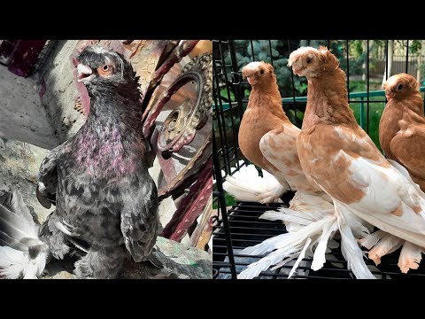 Видео: 10 000 долларов пара наватов. Двухчубые голуби. Tauben. Pigeons. Palomas. Pombos. کبوترها الحمام