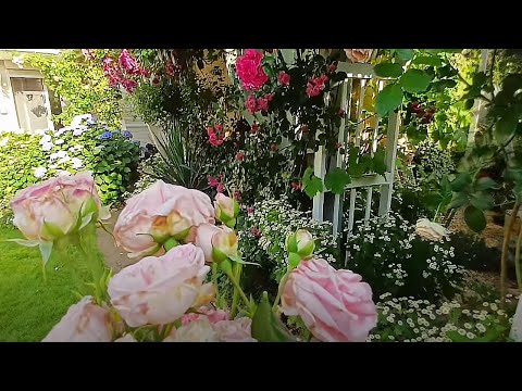 Видео: Плетистые розы, маленький рай в моем саду.