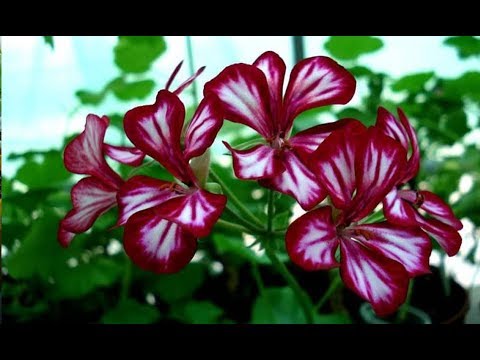 Видео: Герань плющелистная ! Самый простой способ посадки ! Пеларгония черенок размножение выращивание уход
