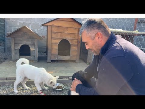Видео: Спасённая собака Линда травмировала Найдочку