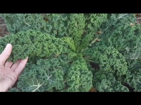 Видео: На городі вже майже все померзло. от і холоди прийшли. кале, інжир, актінідія ще ростуть.